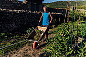 Full body of serious male gardener rolling wheelbarrow with lettuce while working on farm with lush green plants in countryside during harvest season