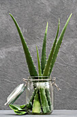 Green aloe vera leaves placed in glass jar on table on grey background