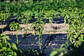 Many rows of tomato seedlings with green leaves growing in rows under sunlight in botanical garden on sunny summer day