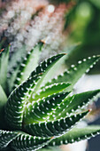 Green and red haworthia plant with leaves and white dots in dark place