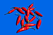 Top view composition with red fresh exotic peppers used as spice or condiment to flavor food on blue background