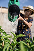 Ältere Gärtnerin mit Gießkanne gießt Wasser auf Sträucher mit grünen Paprika, während sie an einem Sommertag im Garten steht