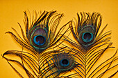 Soft focus of various bright decorative exotic peacock feathers with thin stems placed on yellow background in light modern studio