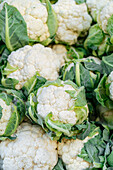 Full frame background pile of fresh ripe cauliflower with green leaves placed together on stall in local market on summer day