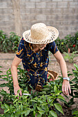 Unrecognizable senior female farmer in hat with scissors standing near green plant growing in garden during harvesting season in countryside