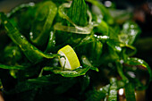 Closeup of fresh green Chuka seaweed salad served with ramen dish in cafe