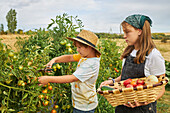 Side view of brother with scissors collecting ripe vegetables while standing near sister with basket in harvest season in rural area