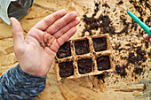 From above of crop anonymous kid demonstrating seeds over biodegradable container with soil on table