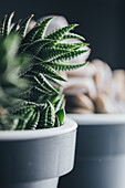 Green and red haworthia plant with leaves and white dots in dark place