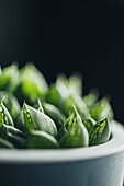 Small green haworthia retusa succulent potted plant placed on wooden surface in light place