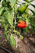 Ripe green and red peppers with leaves growing on soil in agricultural plantation on summer day during harvesting season