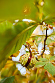 From below chestnut tree with green leaves during autumn day