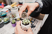 From above pf crop anonymous gardener watering gentle sprouts of potted succulent plant from small jar in light room