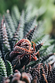 Green and red haworthia plant with leaves and white dots in dark place
