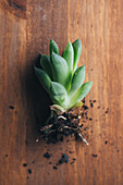 From above of small green echeveria plant placed on wooden table with roots and dirt in light place