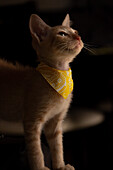Curious attentive white fluffy kitten with scarf at home