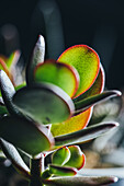 Crassula ovata succulent plant placed in pot on wooden table in light place