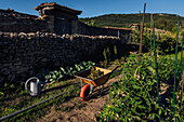 Wheelbarrow with lettuce placed near rows of green plants growing in agricultural plantation on sunny summer day in countryside