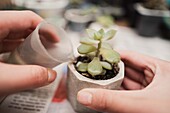 From above pf crop anonymous gardener watering gentle sprouts of potted succulent plant from small jar in light room