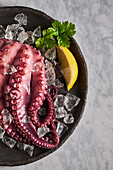 Draufsicht auf leckeren, appetitlich gekochten Oktopus auf rundem Keramikteller mit Eiswürfeln und Zitrone