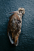 Top view of dead woodcock bird carcass placed on table for cooking meal