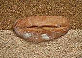 Top view full frame of fresh healthy brown baked bread placed on raw buckwheat and oat grains in light room