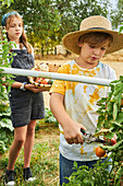 Brother with scissors collecting ripe vegetables while standing near sister with basket in harvest season in rural area