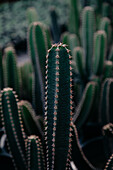 Stachelige Kakteen mit stacheligen Stielen, die in Töpfen im botanischen Garten wachsen, von oben