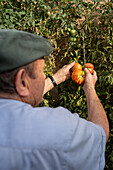 Rückenansicht eines anonymen älteren männlichen Landwirts, der während der Erntezeit reife rote Tomaten von grünen Pflanzen im Garten pflückt