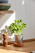 Fresh basil with green leaves growing in metal pot on wooden counter with pepper mill in kitchen with bright sunlight