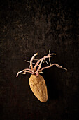 Top view of old potato with germinating sprouts placed on black background