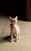 Curious attentive white fluffy kitten with scarf at home