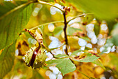 Von unten Kastanienbaum mit grünen Blättern an einem Herbsttag