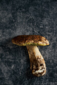 Top view of fresh raw Boletus edulis with thick stems and cap placed on marble gray background in light room