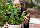 Elderly female gardener with wooden shovel caring about mint plant in pot in garden