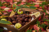 From above pile of fresh chestnuts on wooden tray near dry leaves on soil in autumn forest