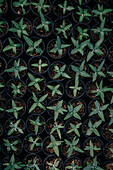 From above of green seedlings growing in pots with fertile soil in greenhouse