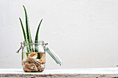 Grüne Aloe-Vera-Blätter in einem Glas mit Wasser und Muscheln auf einem Tisch mit weißem Hintergrund