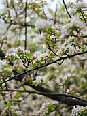 Blühende weiße Blumen mit zarten Blütenblättern, die an den Zweigen eines Apfelbaums im Frühlingsgarten wachsen