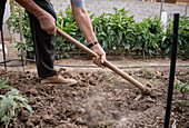 Seitenansicht eines älteren männlichen Landwirts, der den Boden mit einer speziellen Hacke lockert, während er an einem Sommertag auf dem Lande im Garten arbeitet