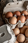 From above closeup of fresh raw chicken eggs placed in rows in carton container near hay in coop