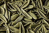 Full frame high angle of fresh green Spinach sfoglia pasta placed on table