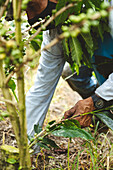 Cropped unrecognizable male farmer in face mask picking ripe berries from green coffee shrub growing on vast agricultural plantation in Quindio Department of Colombia