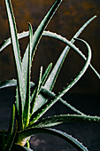 Aloe vera leaves on dark background