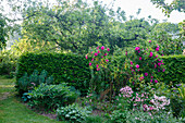 Blühender Garten mit Rosen (Rosa), Bäumen und Hecke