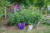 Bed with Patagonian verbena (Verbena bonariensis) and spider flower (Cleome spinosa), dog and watering can in the garden