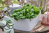 Freshly harvested spinach