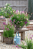 Moroccan toadflax (Linaria maroccana), colorful flowers, in pots on the patio