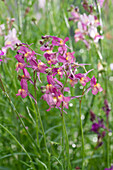 Moroccan toadflax (Linaria maroccana), flowers, close-up