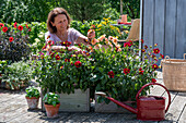 Insect-friendly dahlia mix (Dahlia) in a wooden box, regularly clean out faded dahlias for better re-flowering